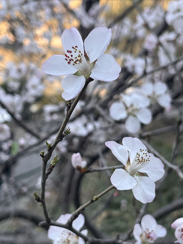 紫竹院賞山桃花～
