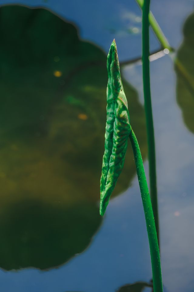 杭州賞荷花，為什麼推薦去斷橋？