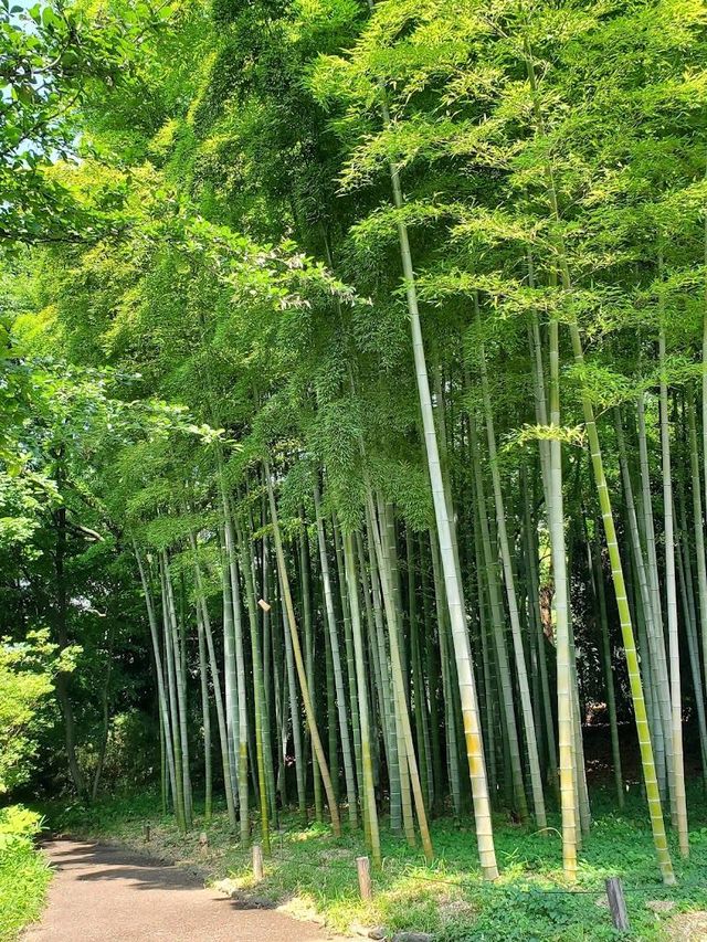 日本6日長者遊 悠閒玩樂不重樣