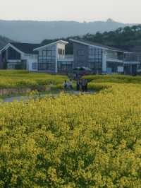 春分限定 南北湖油畫花海封神出片