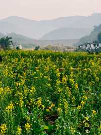 羅平賞油菜花，徜徉喺迷人嘅金色海洋