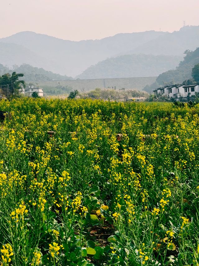 羅平賞油菜花，徜徉喺迷人嘅金色海洋
