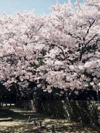 三姓櫻語，春色如詩