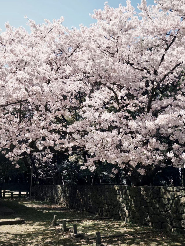 三姓櫻語，春色如詩