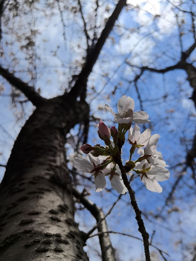 玉鳥集賞櫻花吃漂亮飯