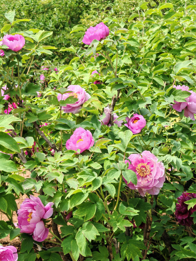 洛陽賞花攻略｜解鎖牡丹花海嘅隱藏玩法