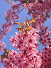 日本賞櫻🌸多條路線攻略請收好