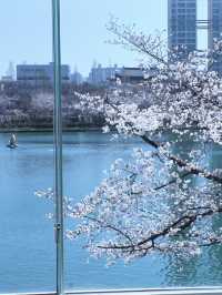 🌸春日限定 | 首爾石村湖浪漫櫻花季