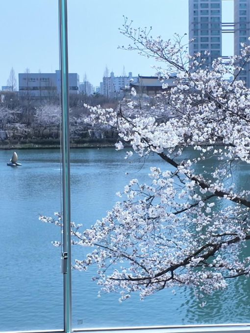 🌸春日限定 | 首爾石村湖浪漫櫻花季
