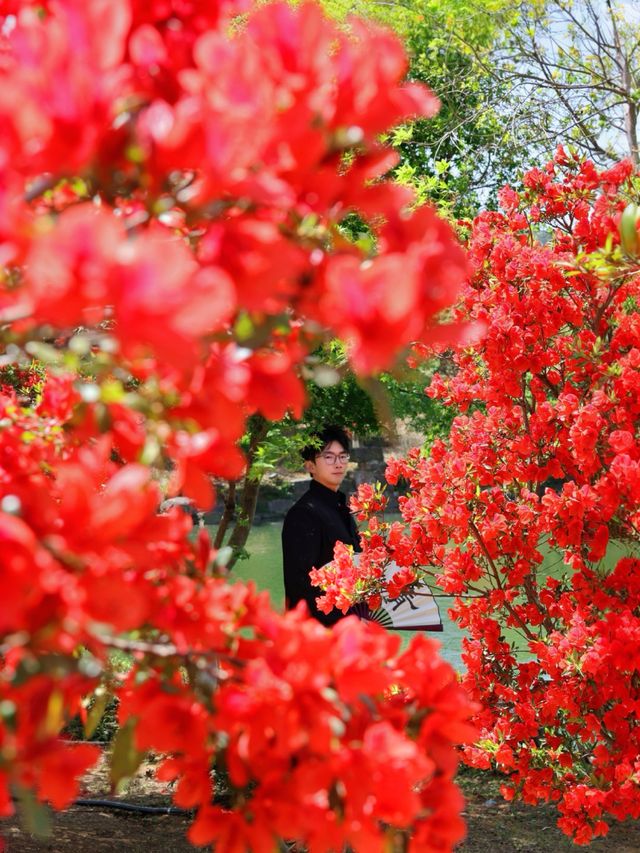 以為臨平公園夠美了！直到去了湖州杜鵑花海