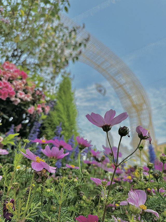 🌷香港花卉展 | 误入現實版莫奈花園