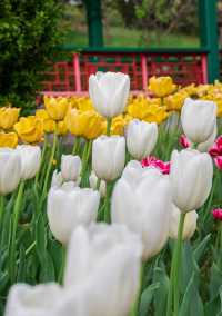 中山公園春日賞花：一場不期而遇嘅浪漫邂逅