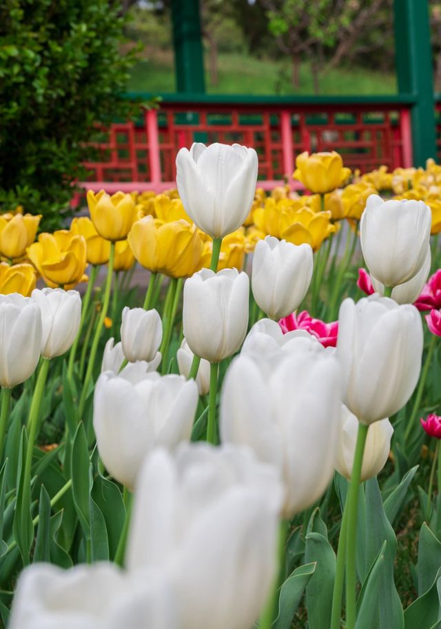 中山公園春日賞花：一場不期而遇嘅浪漫邂逅