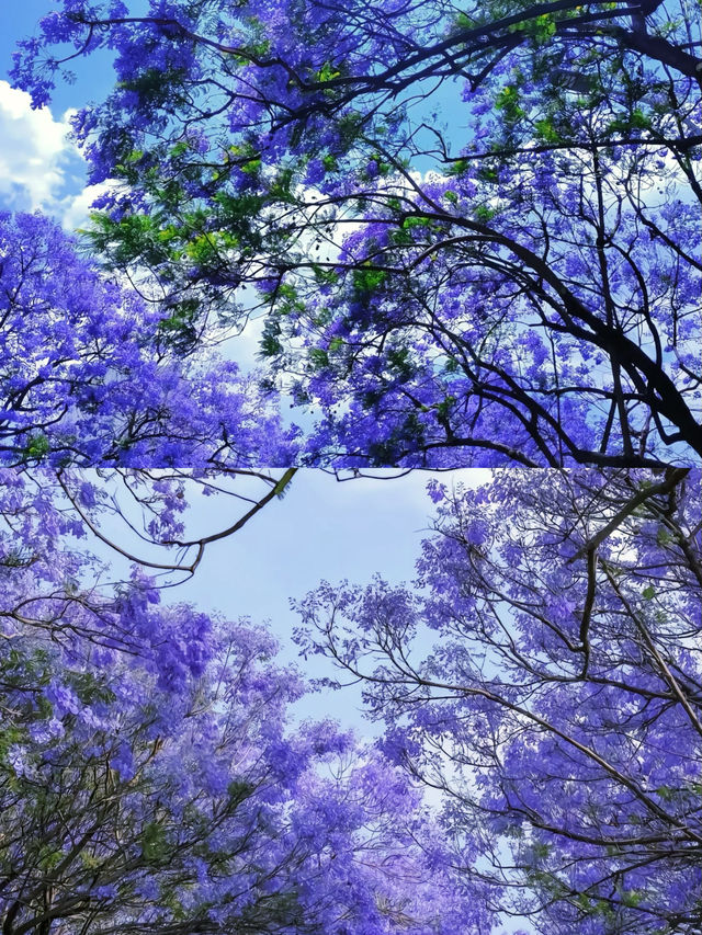 你仲未去過藍到發紫嘅花海㗎嘛？