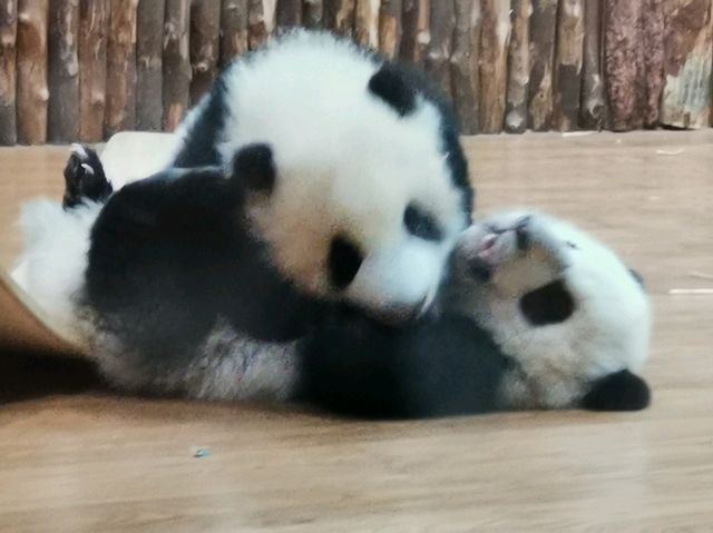 成都大熊猫繁育研究基地｜避開人潮的在地玩法