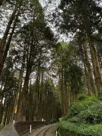 阿里山半日遊
