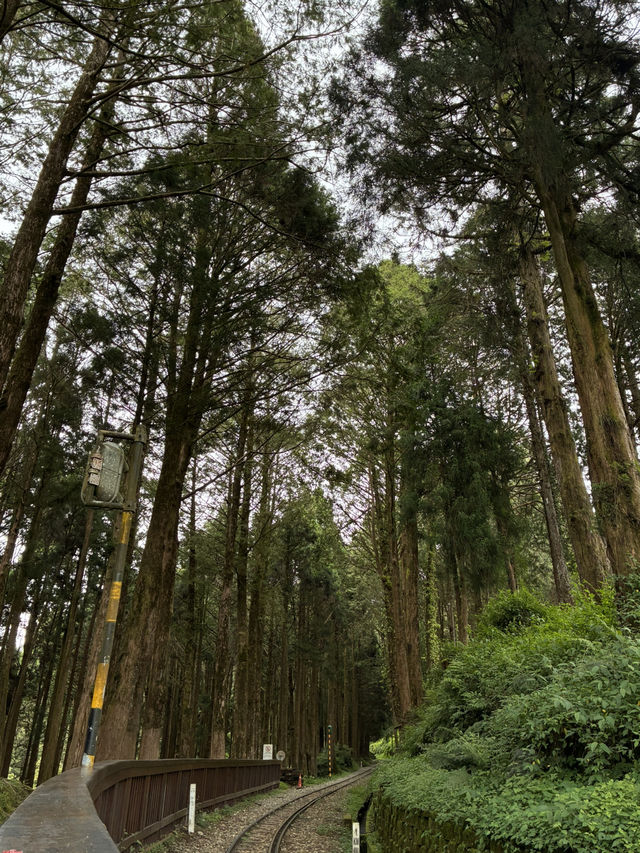 阿里山半日遊