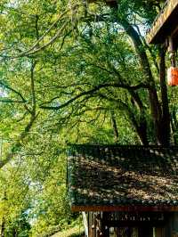 🌸 SPRING SECRET: Chongqing’s "90% DOWNHILL" Flower Path (Zero Sweat Guaranteed!)