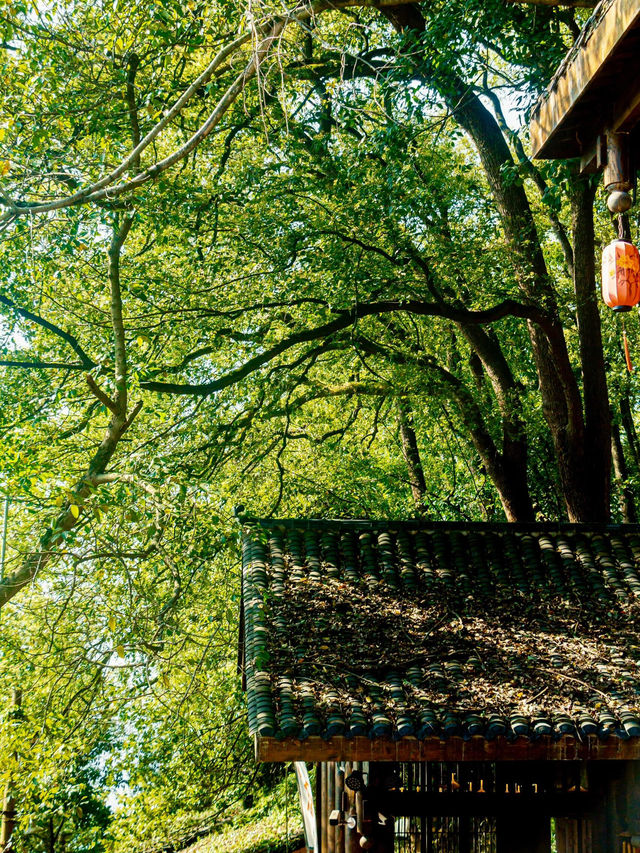 🌸 SPRING SECRET: Chongqing’s "90% DOWNHILL" Flower Path (Zero Sweat Guaranteed!)
