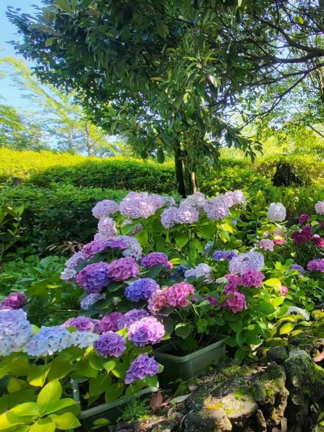 六月嘅濟州賞花，闖入繡球花海嘅莫奈花園