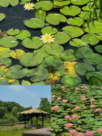 虎丘濕地公園睡蓮實況🪷美到失語！！！