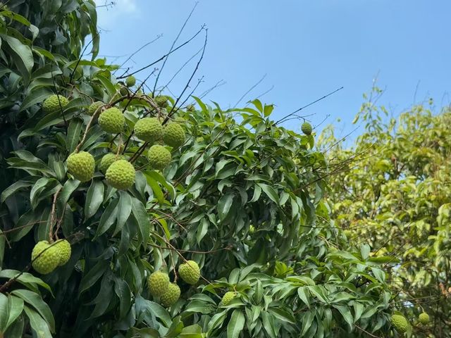 嶺南風情：麥客荔客精品民宿&荔Coffee