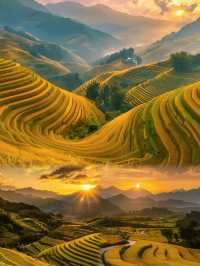 稻田裡藏住秋天最美嘅答案！被金燦燦嘅快樂包圍啦～