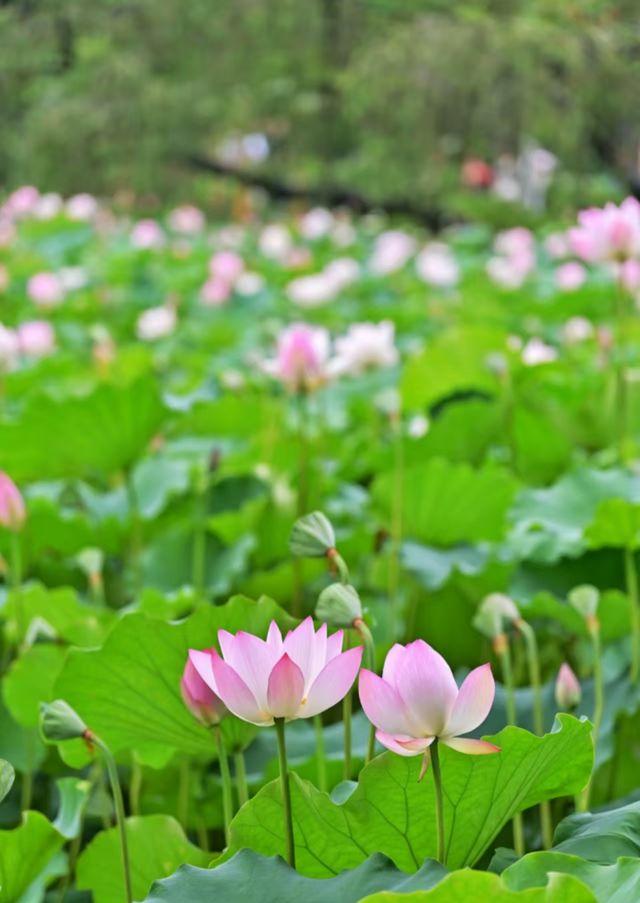 大夫山森林公園吸氧放鬆一下吧