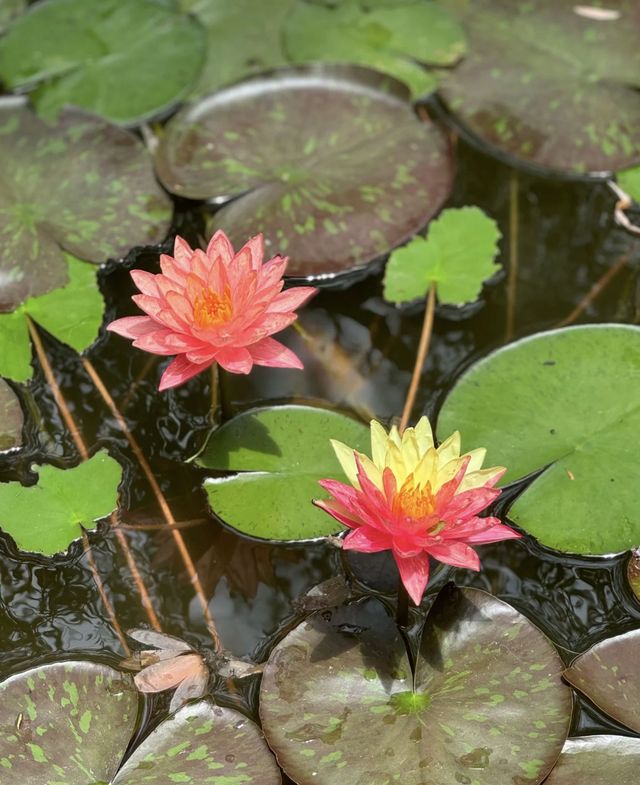 攀枝花夏日限定！探索荷花池邊的罕見双色蓮秘境🌺