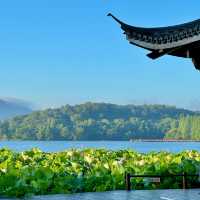 曲院風荷｜清晨6點的荷塘獨享時刻，錯過湛碧樓卻邂逅網紅金魚