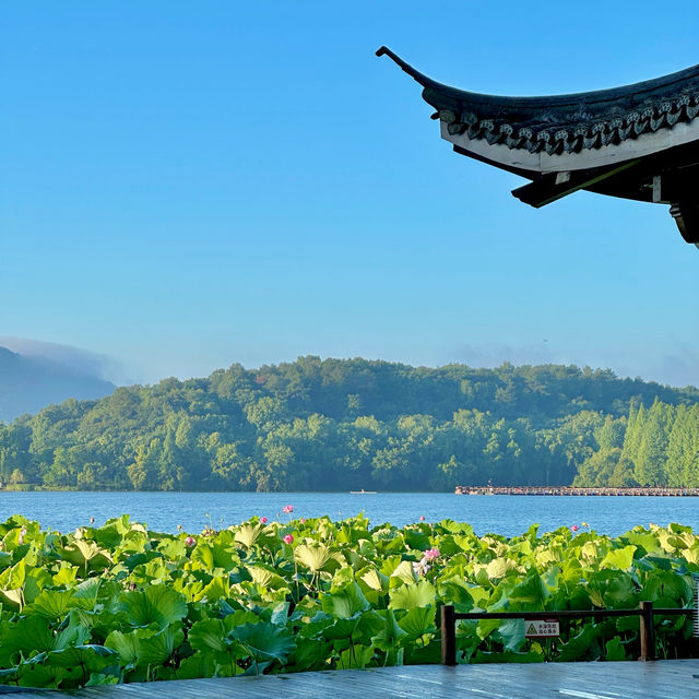 曲院風荷｜清晨6點的荷塘獨享時刻，錯過湛碧樓卻邂逅網紅金魚