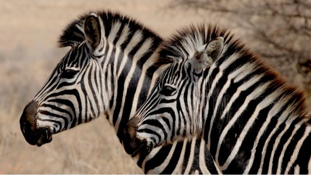 「你與世界只差一場觸動生命的旅行」坦桑尼亞（北部safari