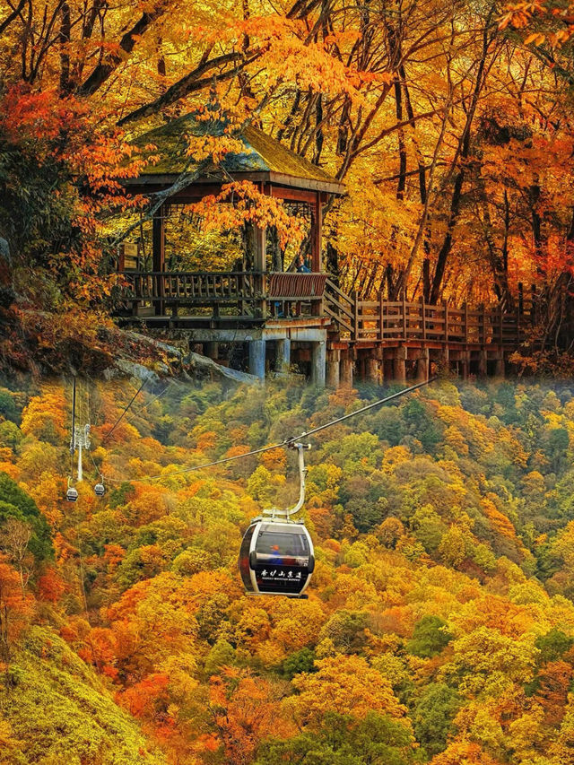 中國紅葉天花板！錯過了再等一年～
