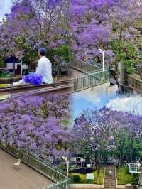 昆明初夏限定教場中路藍花楹，親子漫步紫色風！