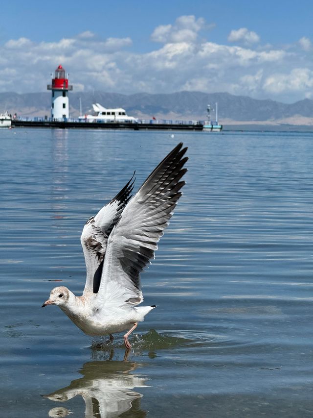 青海湖迎來越冬大天鵝 青海湖迎來越冬大天鵝