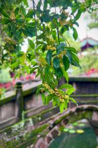 【西山島桂花季|太湖煙雨中的第一縷秋香】