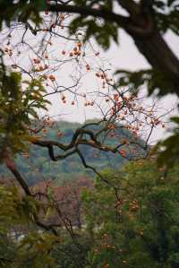 武漢2h自駕「中國甜柿第一村」的賞秋攻略