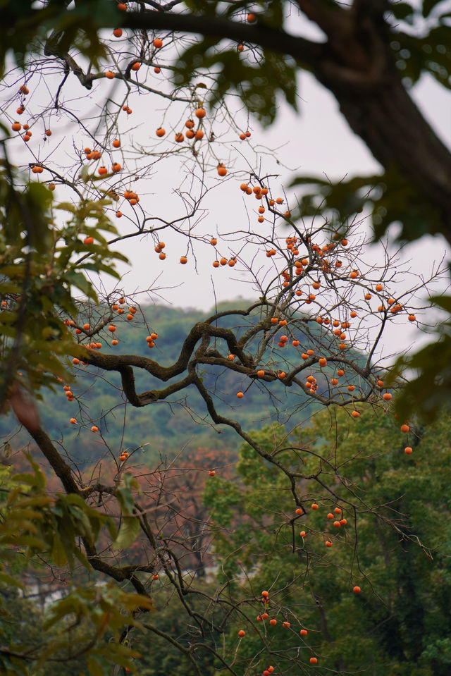 武漢2h自駕「中國甜柿第一村」的賞秋攻略