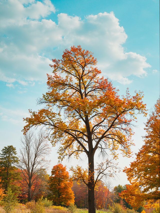 秋日仙境｜藏在雲平山的絕美調色盤