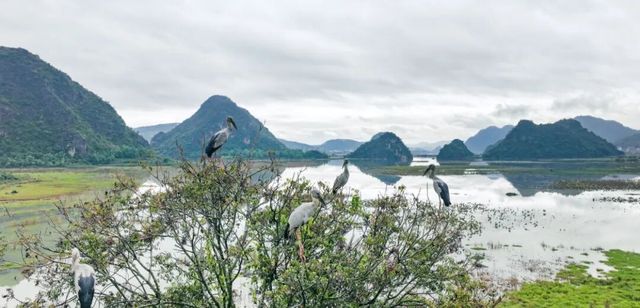 普者黑候鳥變留鳥