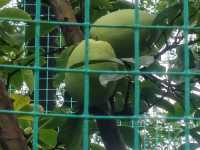 廣生泉菊展賞花攻略錯過等一年