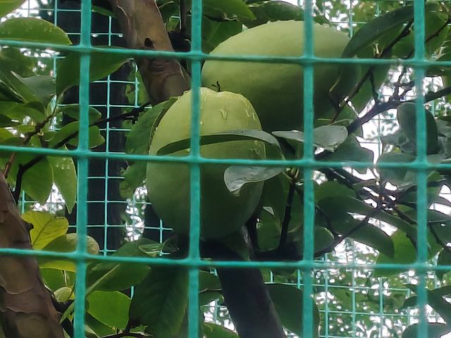 廣生泉菊展賞花攻略錯過等一年