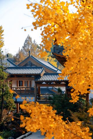 돌진! 온 도시가 황금 갑옷을 입었다! 11월 15일 항저우 경산사 천년 은행나무가 절정기에 접어듭니다!