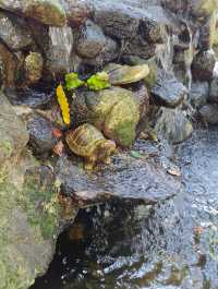 熱帶風情｜遊卡倫中央水濱度假村