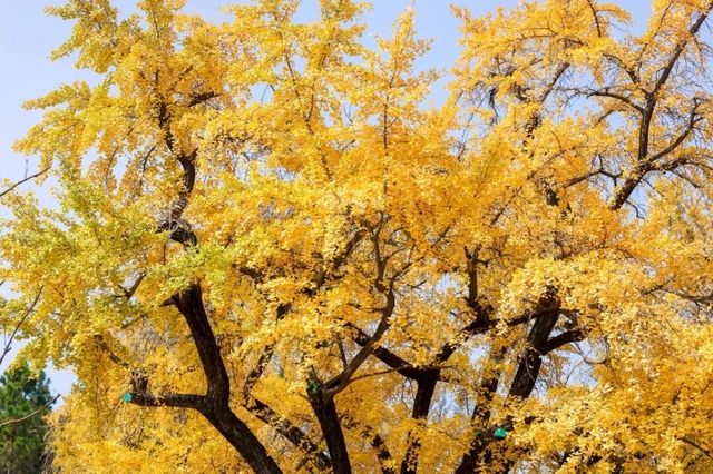 歡迎來千年銀杏谷文化來旅遊