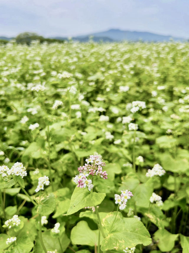Jeju Photo Secrets: 7 Hidden Gems for Jaw-Dropping Shots! Jeju Photo Secrets: 7 Hidden Gems for Jaw-Dropping Shots!