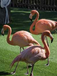 上海野生動物園全攻略：輕鬆遛娃不踩雷