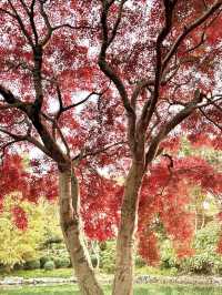 上海東郊賓館|滬上秋景絕絕子人間仙境