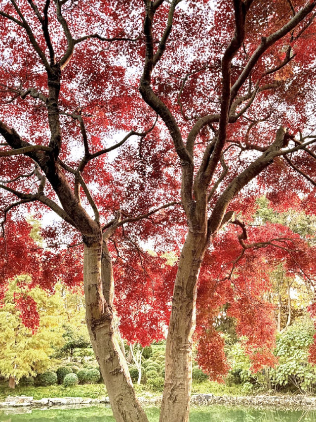 上海東郊賓館|滬上秋景絕絕子人間仙境 上海東郊賓館|滬上秋景絕絕子人間仙境