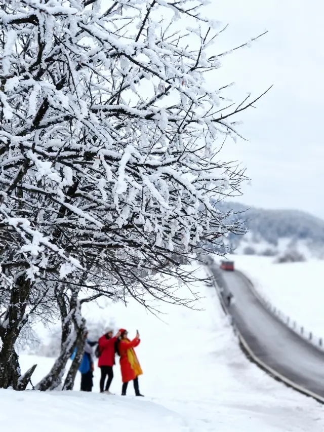重慶仙女山保姆級種草攻略5A「東方瑞士」人少景美！